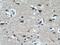 Transcription Elongation Regulator 1 antibody, 21858-1-AP, Proteintech Group, Immunohistochemistry frozen image 