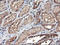 Tubulin Alpha Like 3 antibody, LS-C173510, Lifespan Biosciences, Immunohistochemistry frozen image 