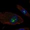EF-Hand Domain Family Member B antibody, HPA078067, Atlas Antibodies, Immunofluorescence image 