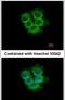 Interleukin 17 Receptor D antibody, PA5-31871, Invitrogen Antibodies, Immunofluorescence image 