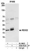RNA Exonuclease 2 antibody, A304-812A, Bethyl Labs, Immunoprecipitation image 