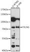 Taxilin Gamma antibody, 16-286, ProSci, Western Blot image 