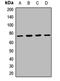 Pit1 antibody, LS-C667886, Lifespan Biosciences, Western Blot image 