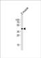 Opsin 1, Medium Wave Sensitive antibody, PA5-72231, Invitrogen Antibodies, Western Blot image 