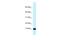 Calmodulin-like protein 3 antibody, A10665, Boster Biological Technology, Western Blot image 