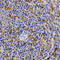 Cyclin Dependent Kinase 20 antibody, LS-C332219, Lifespan Biosciences, Immunohistochemistry frozen image 