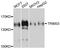 Tripartite Motif Containing 33 antibody, A9781, ABclonal Technology, Western Blot image 