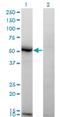 N-Acylsphingosine Amidohydrolase 1 antibody, H00000427-M02, Novus Biologicals, Western Blot image 