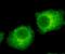 RAB2A, Member RAS Oncogene Family antibody, M06007-1, Boster Biological Technology, Immunofluorescence image 