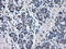 ATP Synthase F1 Subunit Beta antibody, LS-C114907, Lifespan Biosciences, Immunohistochemistry frozen image 