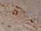 Glutathione S-Transferase Pi 1 antibody, MA5-27913, Invitrogen Antibodies, Immunohistochemistry frozen image 