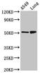 Iroquois Homeobox 3 antibody, LS-C673240, Lifespan Biosciences, Western Blot image 