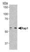TERF2 Interacting Protein antibody, NB120-14403, Novus Biologicals, Western Blot image 
