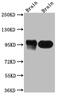 Discs Large MAGUK Scaffold Protein 4 antibody, CSB-RA255792A0HU, Cusabio, Western Blot image 