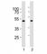 Protein Arginine Methyltransferase 8 antibody, F41988-0.4ML, NSJ Bioreagents, Western Blot image 