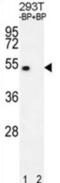 E2F-1 antibody, abx033499, Abbexa, Western Blot image 