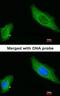 A-Kinase Anchoring Protein 12 antibody, orb69679, Biorbyt, Immunofluorescence image 