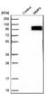 Matrix Metallopeptidase 9 antibody, HPA001238, Atlas Antibodies, Western Blot image 