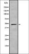 Armadillo Repeat Containing X-Linked 1 antibody, orb378231, Biorbyt, Western Blot image 