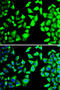 Eukaryotic Translation Initiation Factor 3 Subunit H antibody, 14-957, ProSci, Immunofluorescence image 