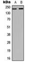 Kinase Insert Domain Receptor antibody, orb315582, Biorbyt, Western Blot image 