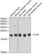 Titin-Cap antibody, GTX33540, GeneTex, Western Blot image 