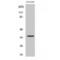 Ring Finger Protein 113B antibody, LS-C385919, Lifespan Biosciences, Western Blot image 