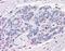 Neuroplastin antibody, orb94816, Biorbyt, Immunohistochemistry paraffin image 