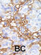 Mitogen-Activated Protein Kinase Kinase Kinase Kinase 1 antibody, abx033800, Abbexa, Immunohistochemistry frozen image 