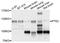 Protein Tyrosine Kinase 2 antibody, abx126434, Abbexa, Western Blot image 