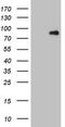 MAP/microtubule affinity-regulating kinase 3 antibody, CF805880, Origene, Western Blot image 