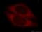 Cytochrome P450 Family 4 Subfamily F Member 11 antibody, 20012-1-AP, Proteintech Group, Immunofluorescence image 