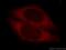 Cytochrome P450 Family 4 Subfamily F Member 11 antibody, 20012-1-AP, Proteintech Group, Immunofluorescence image 