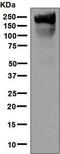 Carcinoembryonic Antigen Related Cell Adhesion Molecule 5 antibody, ab133633, Abcam, Western Blot image 