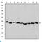 Actin Alpha 2, Smooth Muscle antibody, LS-C813318, Lifespan Biosciences, Western Blot image 