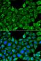 Fibroblast Growth Factor Receptor 1 antibody, orb135512, Biorbyt, Immunofluorescence image 