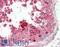 Prokineticin 2 antibody, LS-B9209, Lifespan Biosciences, Immunohistochemistry paraffin image 