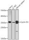 Cyclin D3 antibody, GTX35203, GeneTex, Western Blot image 