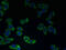 Cation Channel Sperm Associated 2 antibody, CSB-PA842731LA01HU, Cusabio, Immunofluorescence image 