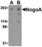 Reticulon 4 antibody, PA5-20367, Invitrogen Antibodies, Western Blot image 