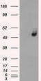 Solute Carrier Family 2 Member 6 antibody, LS-B13277, Lifespan Biosciences, Western Blot image 