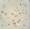 Rab Interacting Lysosomal Protein Like 1 antibody, LS-C162605, Lifespan Biosciences, Immunohistochemistry paraffin image 