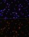 Phospholipase C Gamma 2 antibody, GTX32793, GeneTex, Immunocytochemistry image 
