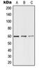 Telomeric Repeat Binding Factor 1 antibody, MBS820325, MyBioSource, Western Blot image 