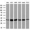 Isocitrate Dehydrogenase (NAD(+)) 3 Alpha antibody, MA5-25006, Invitrogen Antibodies, Western Blot image 