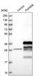 Family With Sequence Similarity 92 Member B antibody, PA5-59398, Invitrogen Antibodies, Western Blot image 