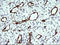 Indoleamine 2,3-Dioxygenase 1 antibody, LS-C174759, Lifespan Biosciences, Immunohistochemistry paraffin image 