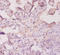 Alpha-1-Microglobulin/Bikunin Precursor antibody, A53628-100, Epigentek, Immunohistochemistry paraffin image 