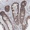 Transmembrane And Coiled-Coil Domains 6 antibody, NBP1-83463, Novus Biologicals, Immunohistochemistry frozen image 