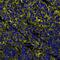 Nectin Cell Adhesion Molecule 2 antibody, A700-071, Bethyl Labs, Immunohistochemistry paraffin image 